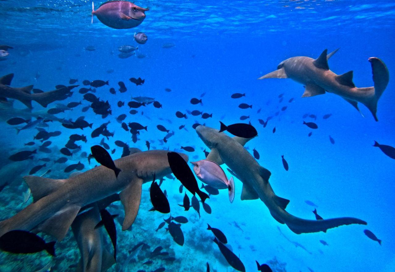 Adroit Beach Inn Guraidhoo  Εξωτερικό φωτογραφία